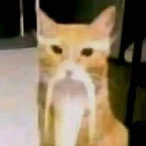 Profile photo of IM NOT A BOT NOT BOT MAN