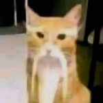 Profile photo of IM NOT A BOT NOT BOT MAN